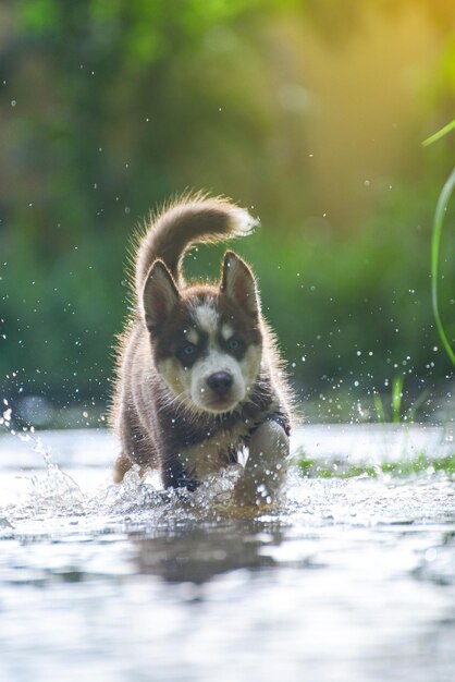 Foto ritratto di un cane in acqua