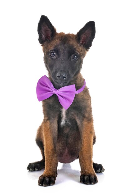 Photo portrait of dog wearing bow tie over white background