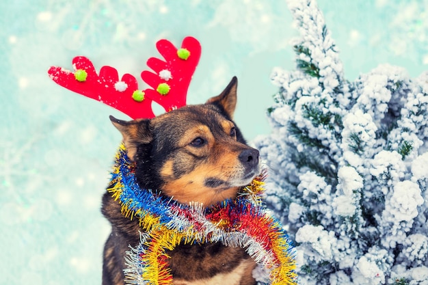 Portrait of a dog wearing deer horn with Christmas tinsel near fir tree