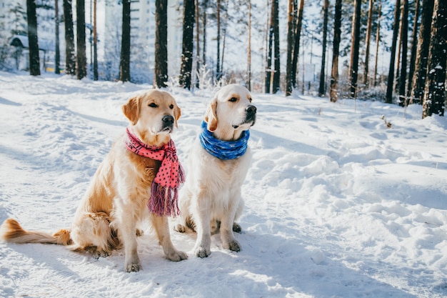 冬の屋外でスカーフを着て犬の肖像画。公園で雪で遊ぶ2つの若いゴールデンレトリバー。服