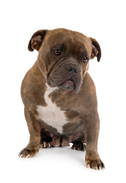 Photo portrait of a dog over white background