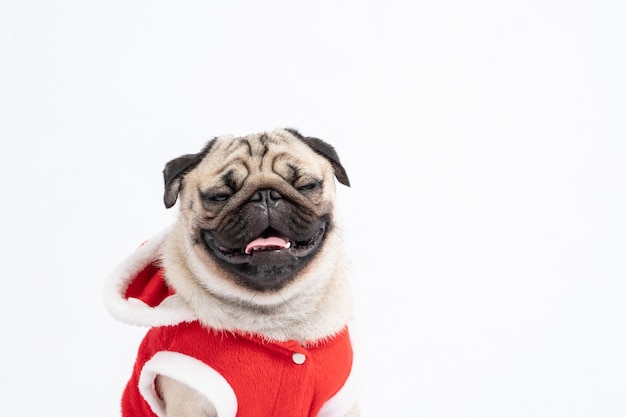 Photo portrait of a dog over white background