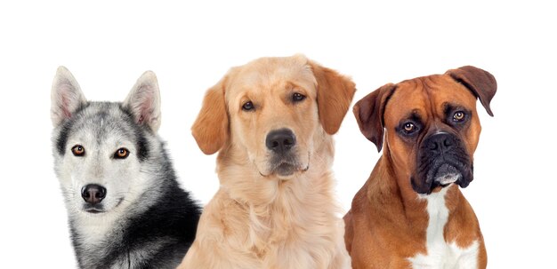 Photo portrait of a dog over white background