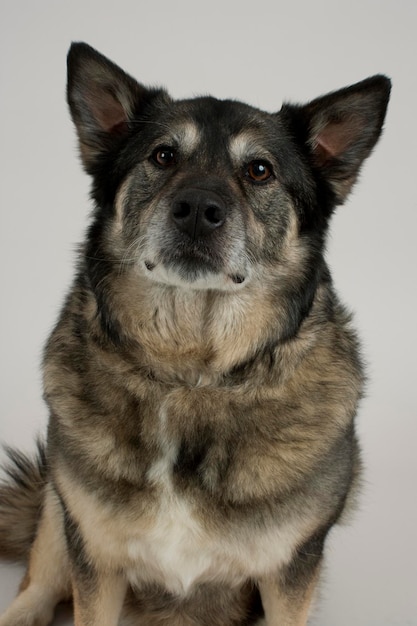 白い背景の犬の肖像画