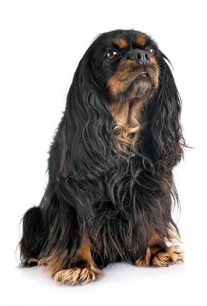 Portrait of a dog over white background