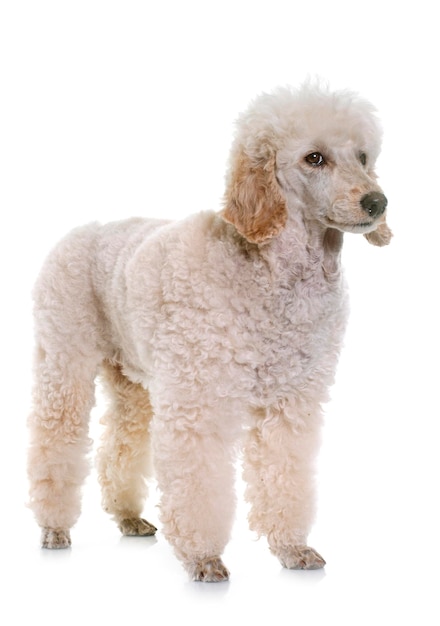 Photo portrait of a dog over white background