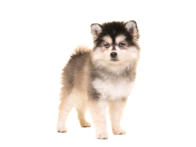 白い背景の犬の肖像画