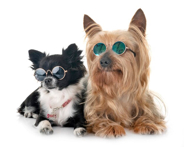 Portrait of a dog over white background