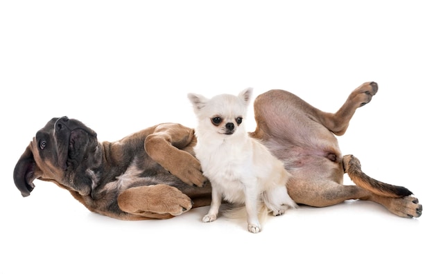 Photo portrait of a dog over white background