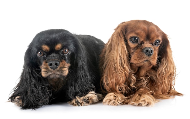 Portrait of a dog over white background