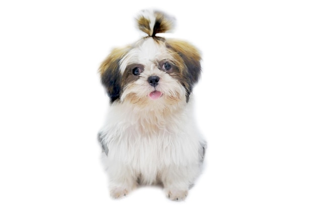 Photo portrait of a dog over white background