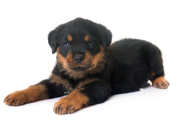 白い背景の犬の肖像画