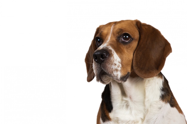 Portrait of a dog on a white background