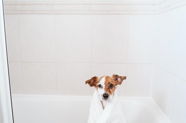 Portrait of dog on white wall