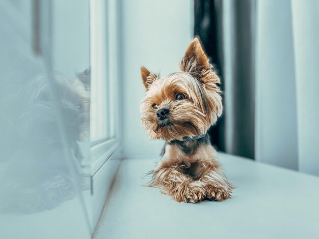 家の窓の犬の肖像画