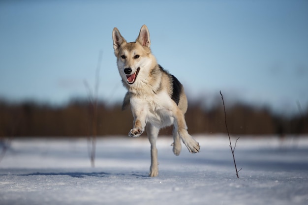 Портрет собаки на зимнем лугу, бегущей в направлении камеры и смотрящей в камеру.