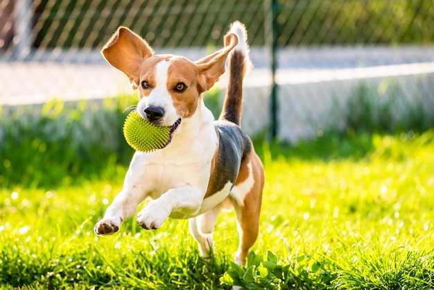 Portrait of dog with ball on field