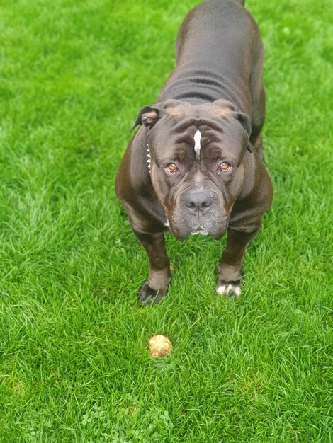 Portrait of dog with ball on grass