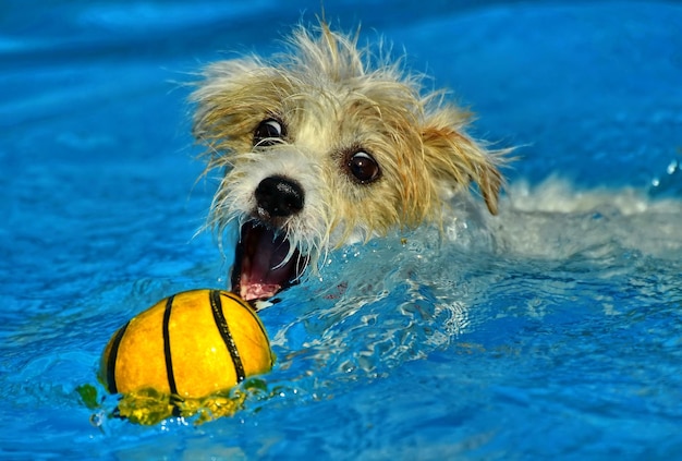 Photo portrait of dog with ball in swimming pool