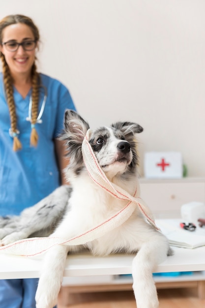 Foto ritratto di un cane con la fasciatura che osserva via