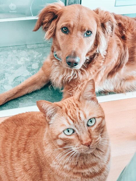 Photo portrait of dog with cat