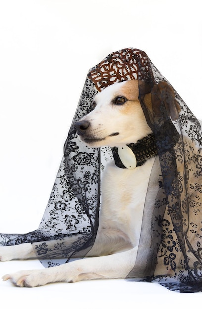 Portrait of a dog with comb and spanish mantilla Argentine May Revolution celebration