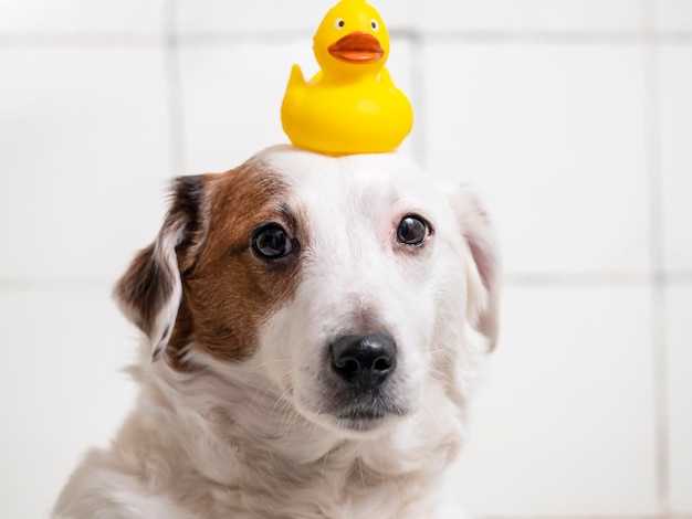 Portrait of a dog with a duck on his head