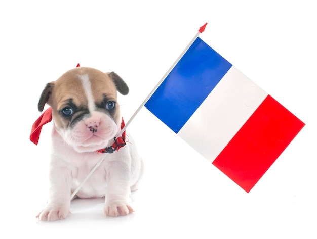 白い背景に旗を掲げる犬の肖像画