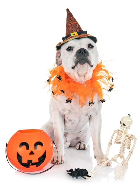 Photo portrait of dog with halloween equipment sitting over white background