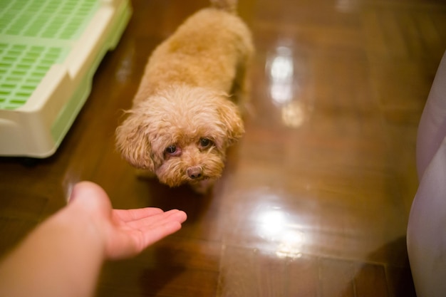 Portrait of dog with hand on floor