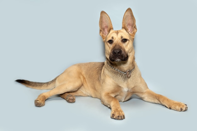 青い背景に巨大な耳を持つ犬の肖像画。