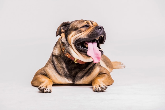 Photo portrait of dog with its long sticking tongue out isolated over white background