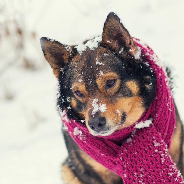 Portrait of a dog with knitted scarf tied around the neck walking in blizzard in the forest