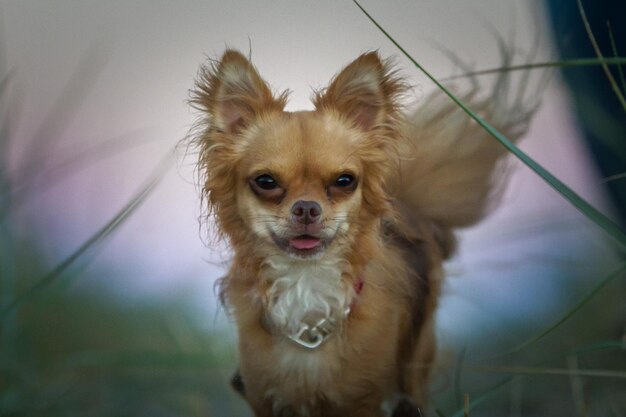 Photo portrait of dog with mouth open