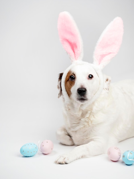 Foto ritratto di un cane con orecchie di coniglio e uova di pasqua