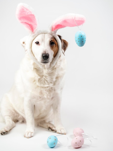 Photo portrait of a dog with rabbit ears and eggs easter