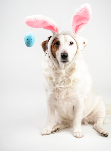 Photo portrait of a dog with rabbit ears and eggs easter