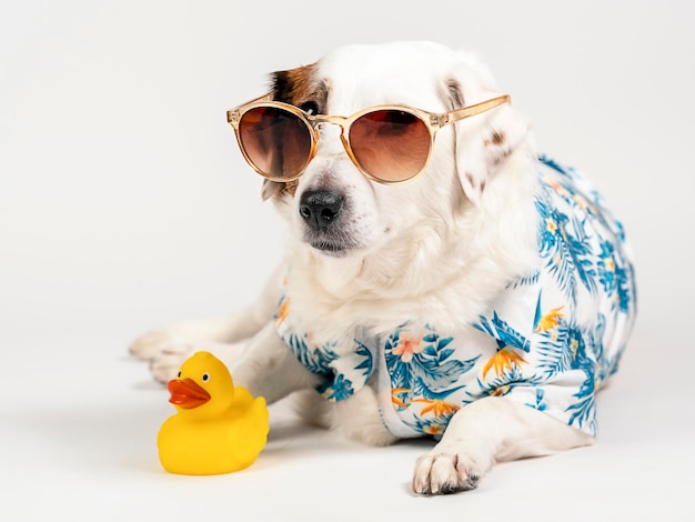 Portrait of a dog with sunglasses and a Hawaiian shirt on a white background with a yellow duck