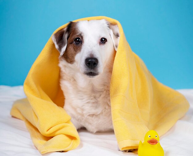 Portrait of a dog with a yellow towel on blue background