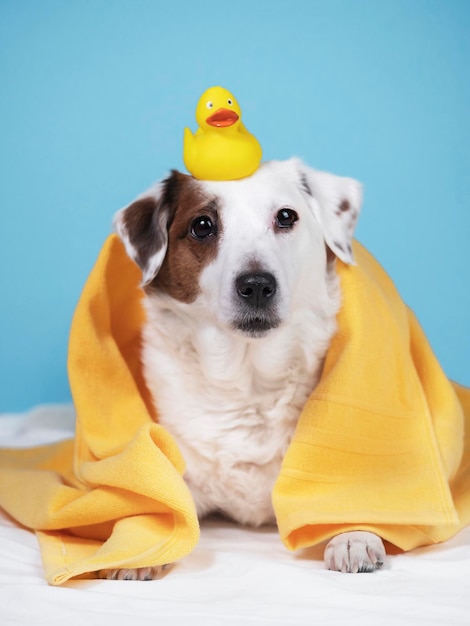 Portrait of a dog with a yellow towel and a duck on his head blue background