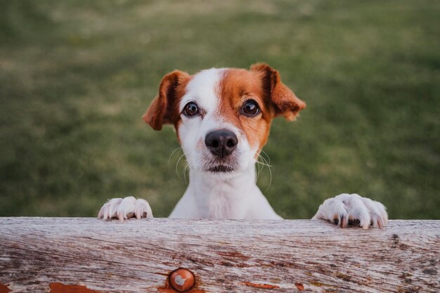 Photo portrait of dog on wood