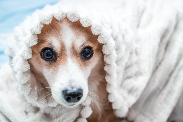 Portrait of a dog wrapped in a blanket close-up.