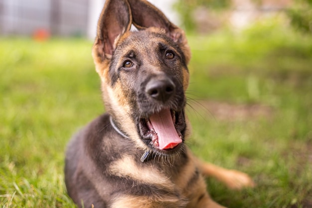 吠える犬の肖像画