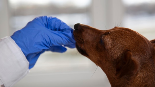 Portrait a dog39s face and a veterinarian39s hand in a medical glove