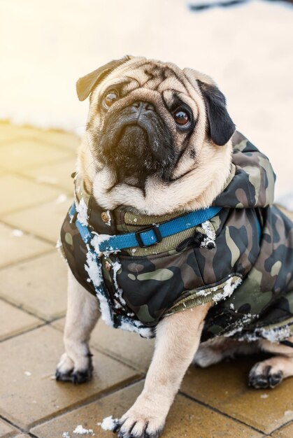 Photo portrait of a dog