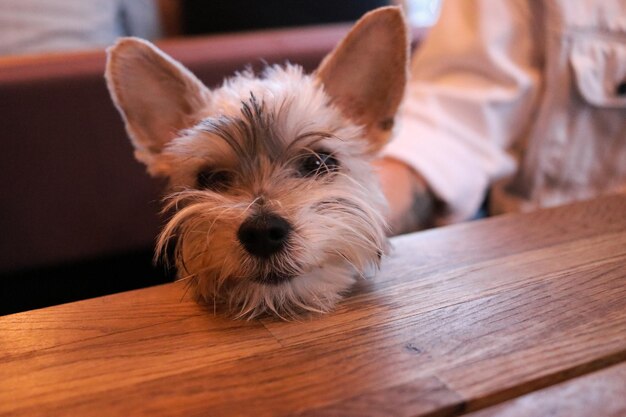 Foto ritratto di cane