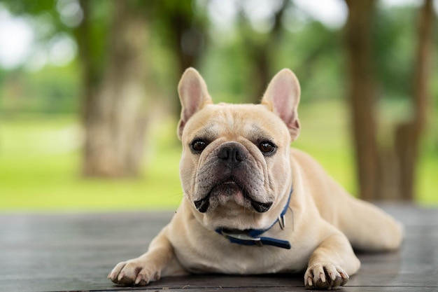 Photo portrait of a dog