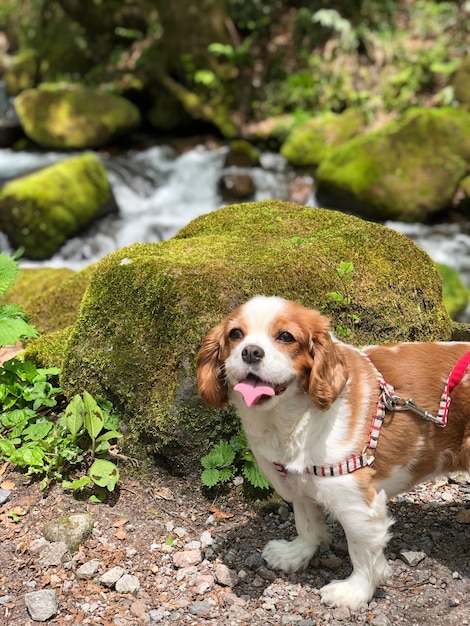 Portrait of dog