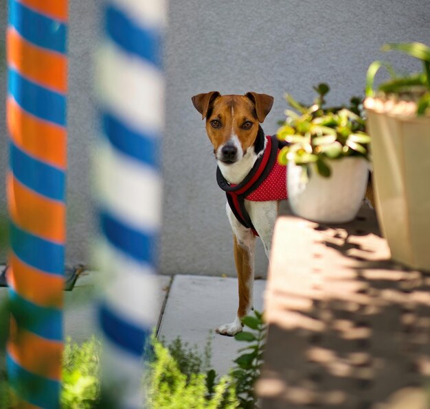 Portrait of a dog