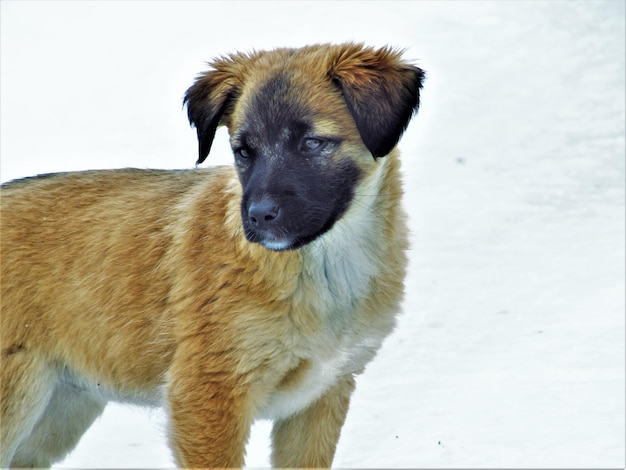 Photo portrait of a dog